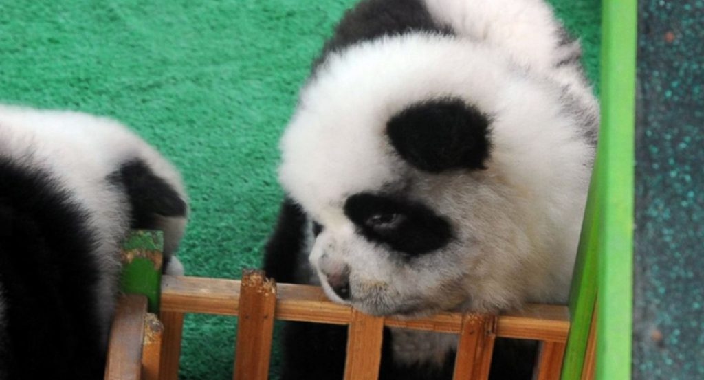 China: tiñeron el pelo a dos perros para hacerlos pasar por osos panda